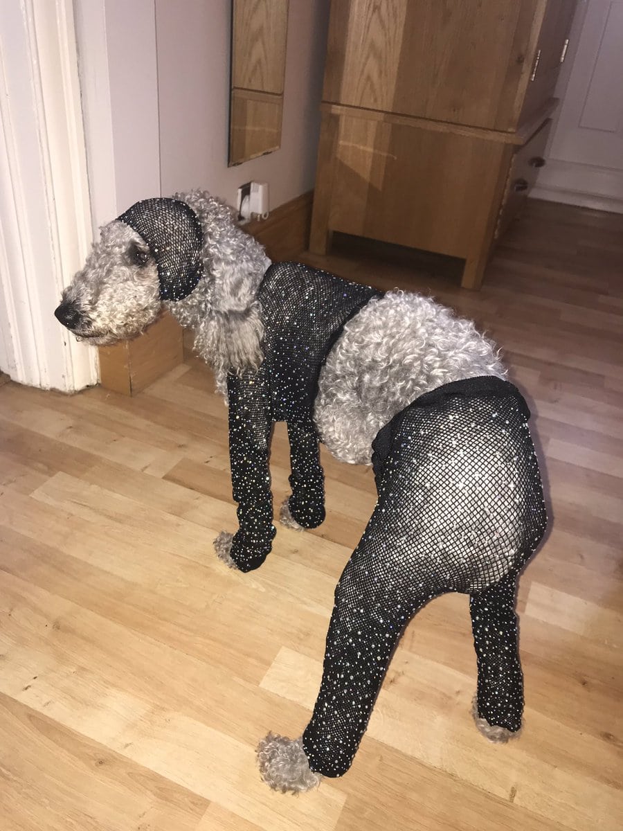 Девушка заказала в интернет-магазине сетчатый костюм своего размера, но он подошёл только её собаке 15