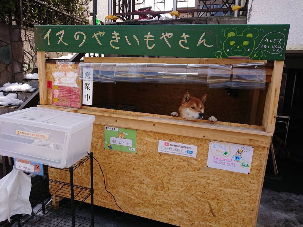 Этот японский пёс породы сиба-ину продаёт жареный картофель и не даёт сдачу, потому что у него лапки 17