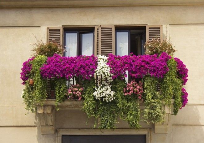 Плетущиеся цветы украсят балкон со стороны улицы Фото furnishhomeru