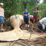 Каким образом горбатый кит оказался  в джунглях Амазонки