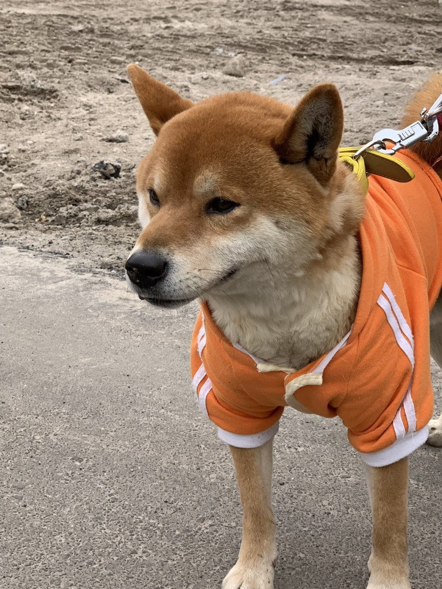Этот японский пёс породы сиба-ину продаёт жареный картофель и не даёт сдачу, потому что у него лапки 20