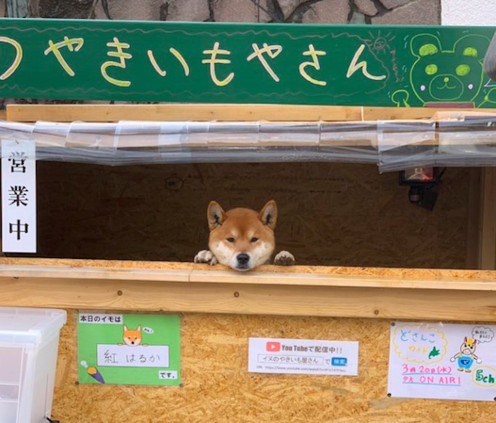Этот японский пёс породы сиба-ину продаёт жареный картофель и не даёт сдачу, потому что у него лапки 18