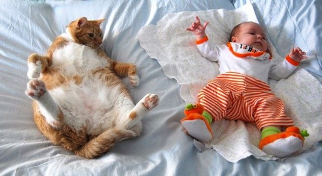 23 очаровательные фотографии, доказывающие, что вашему ребенку нужен кот 42