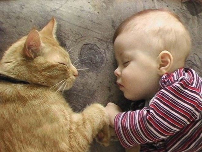 23 очаровательные фотографии, доказывающие, что вашему ребенку нужен кот 50