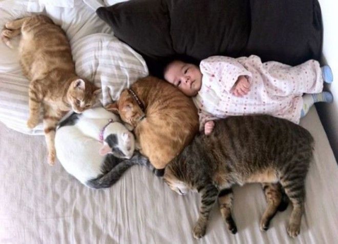 23 очаровательные фотографии, доказывающие, что вашему ребенку нужен кот 45