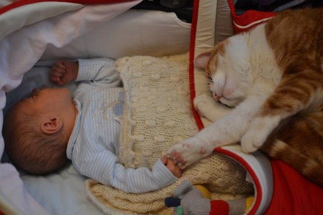 23 очаровательные фотографии, доказывающие, что вашему ребенку нужен кот 35