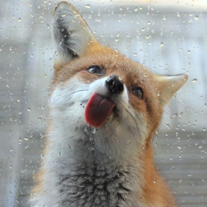 25 животных, которые лижут окна — и крадут наши сердца! 45