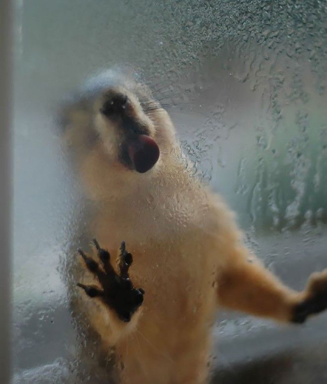 25 животных, которые лижут окна — и крадут наши сердца! 39