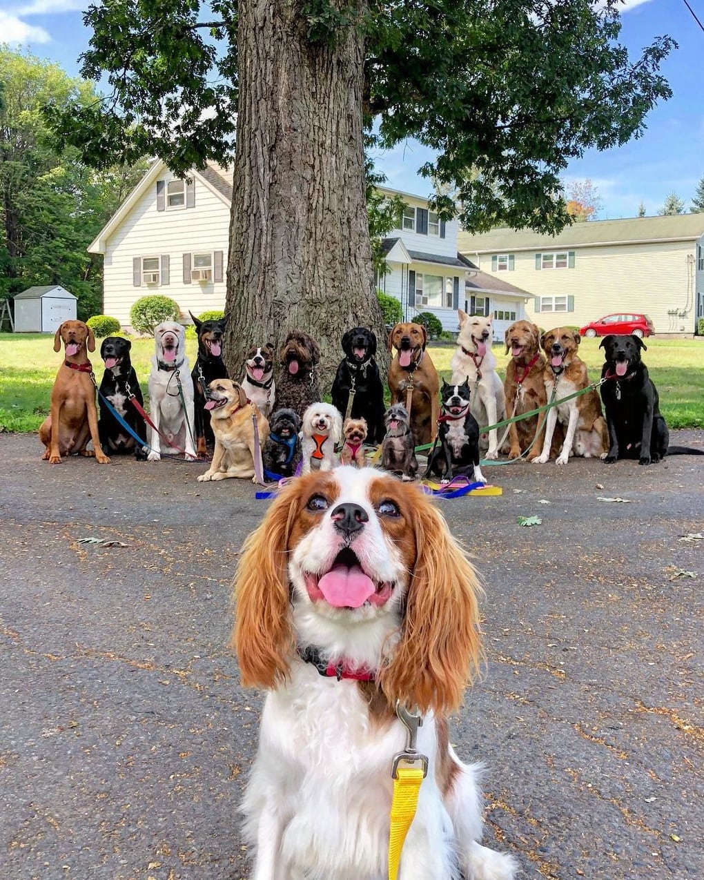 Нью-Йоркская организация по выгулу собак делает крутейшие псовые селфи, и их Инстаграм фееричен! 28