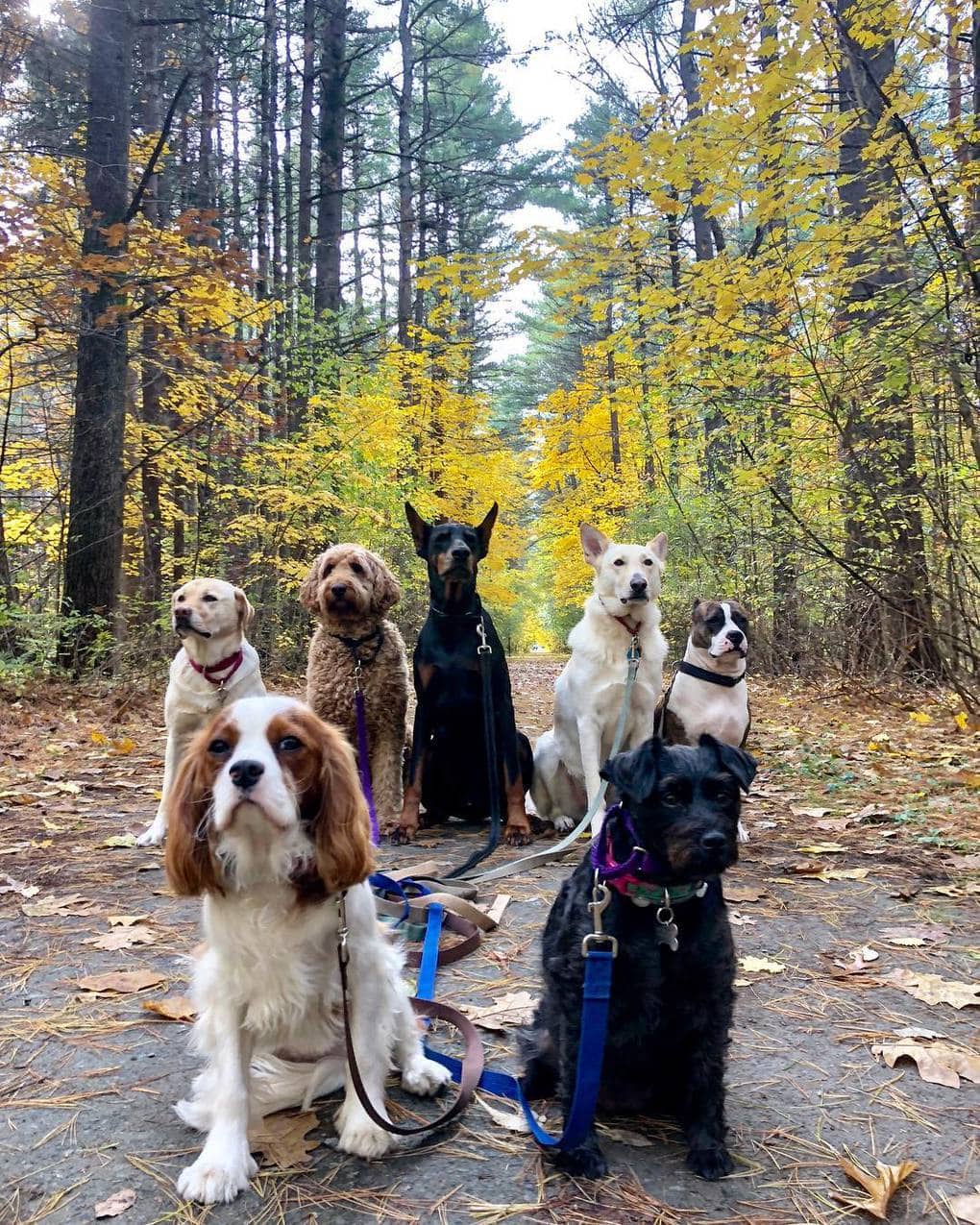 Нью-Йоркская организация по выгулу собак делает крутейшие псовые селфи, и их Инстаграм фееричен! 30