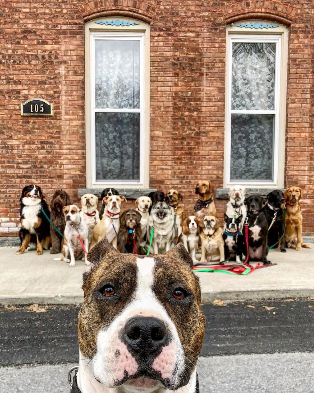 Нью-Йоркская организация по выгулу собак делает крутейшие псовые селфи, и их Инстаграм фееричен! 29