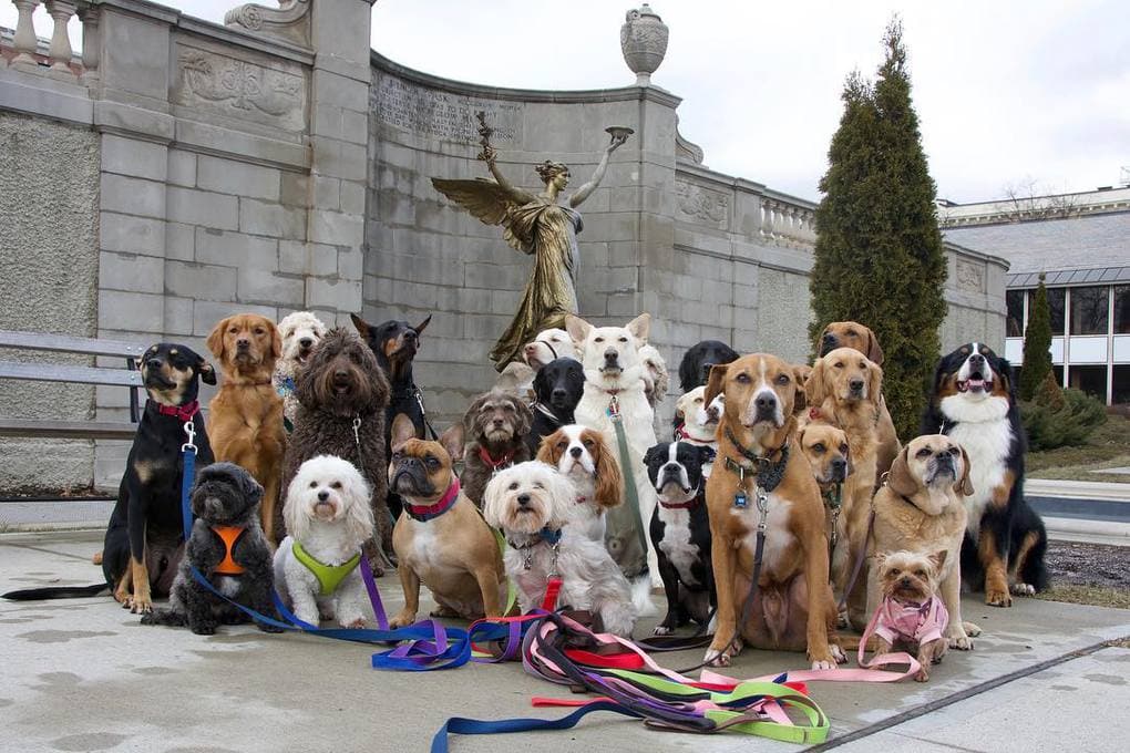 Нью-Йоркская организация по выгулу собак делает крутейшие псовые селфи, и их Инстаграм фееричен! 31