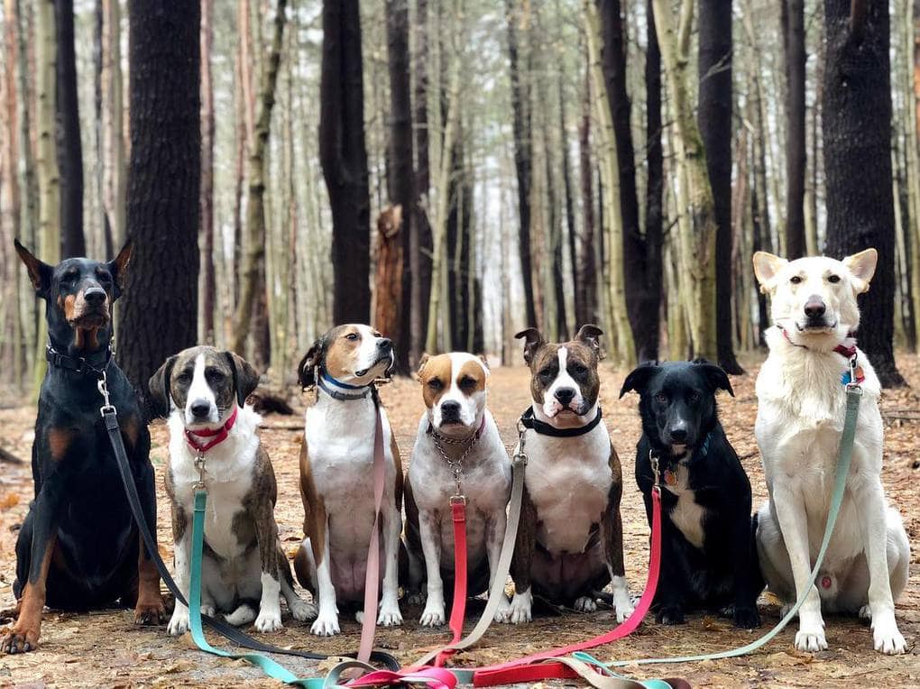 Нью-Йоркская организация по выгулу собак делает крутейшие псовые селфи, и их Инстаграм фееричен! 32