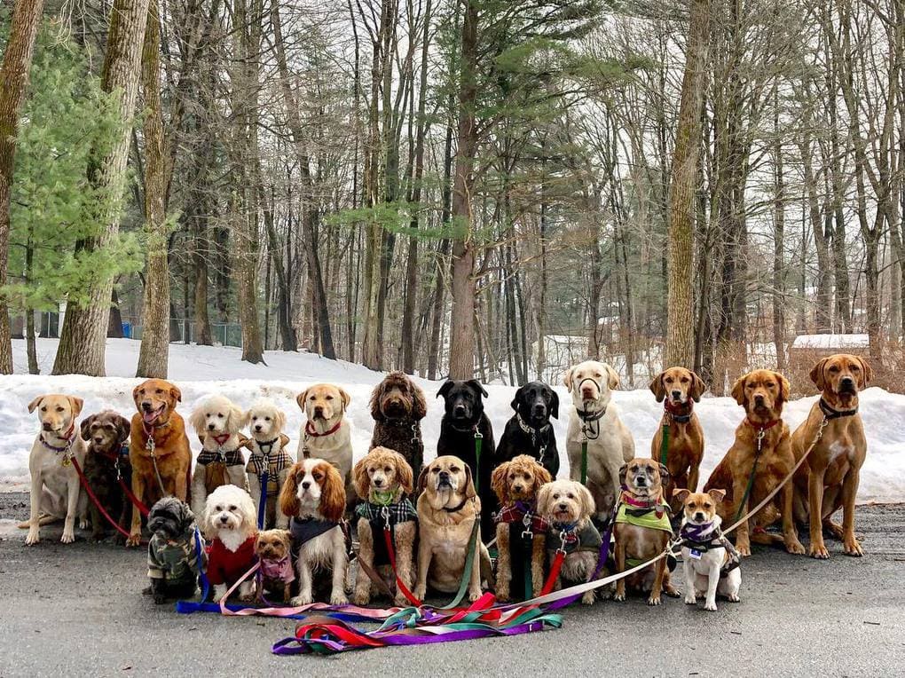 Нью-Йоркская организация по выгулу собак делает крутейшие псовые селфи, и их Инстаграм фееричен! 25