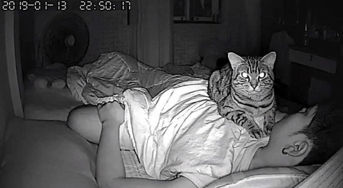 Парень установил в спальне скрытую камеру и узнал, как кот относится к нему по ночам 35