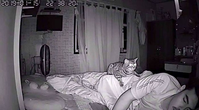 Парень установил в спальне скрытую камеру и узнал, как кот относится к нему по ночам 29