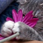 20 кошачьих растений, которые требуют ласки и еды