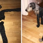 Девушка заказала в интернет-магазине сетчатый костюм своего размера, но он подошёл только её собаке