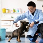 2 коротких факта о первой клонированной полицейской собаке в Китае
