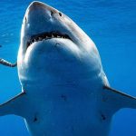 У берегов Гавайев замечен самый крупный экземпляр белой акулы