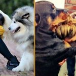 20 умилительных фото собак, которые безгранично любят своих хозяев