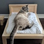 4 классных фото кровати для кошки, которую можно построить самому
