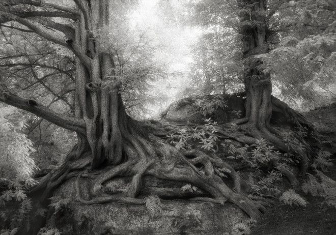 Фотограф 14 лет снимала старейшие деревья в мире 44