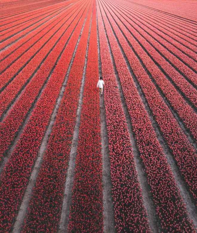 Фотографии из Нидерландов в сезон цветения миллионов тюльпанов 31