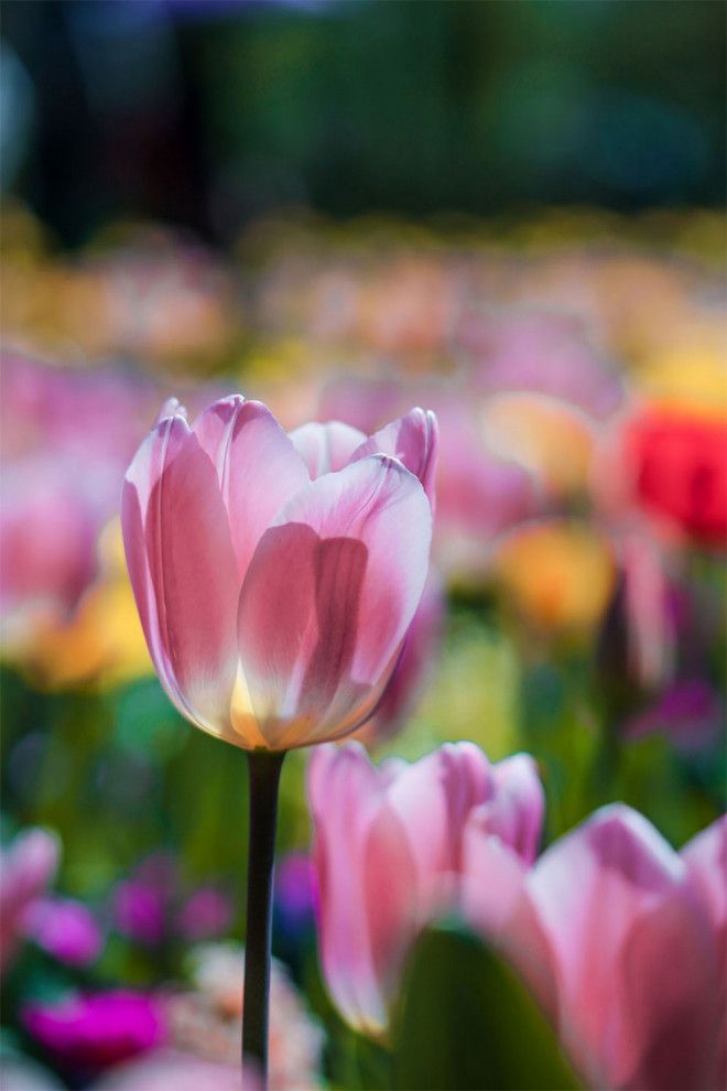 Фотографии из Нидерландов в сезон цветения миллионов тюльпанов 46