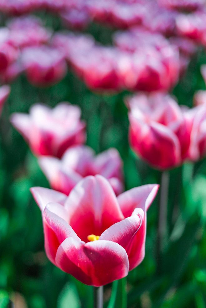 Фотографии из Нидерландов в сезон цветения миллионов тюльпанов 46