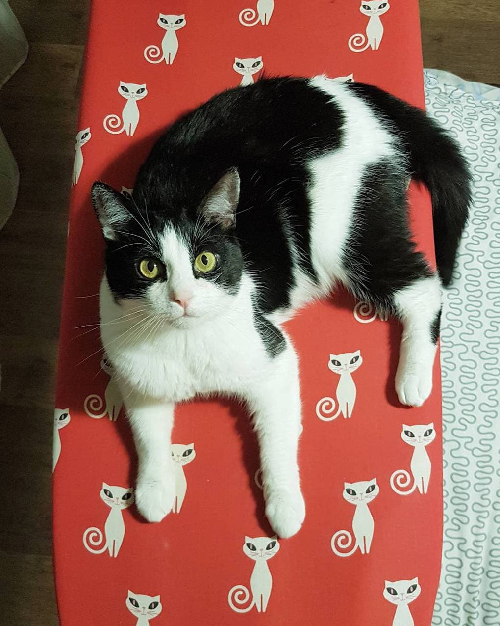Хозяева сделали коту игровую комнату из сотни рулонов туалетной бумаги, и это настоящий кошачий рай 34