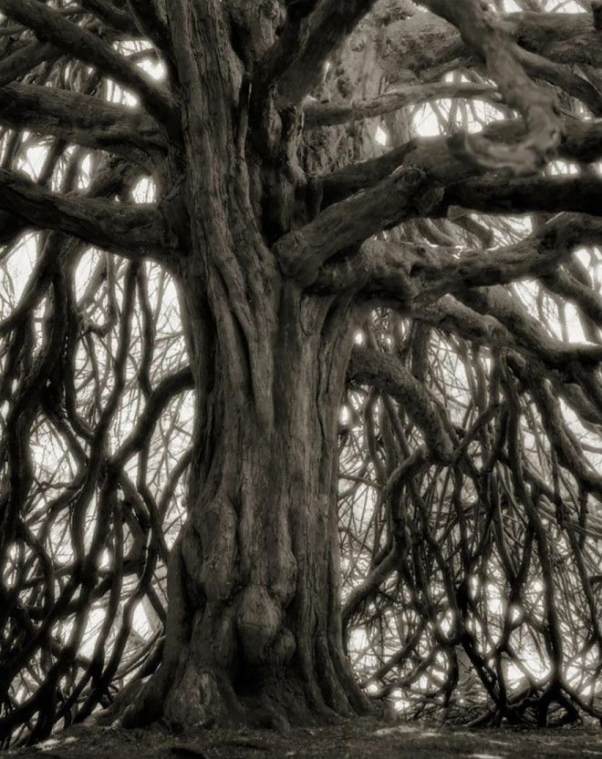 Фотограф 14 лет снимала старейшие деревья в мире 49