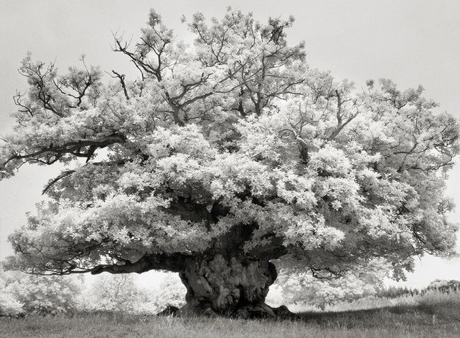 Фотограф 14 лет снимала старейшие деревья в мире 27