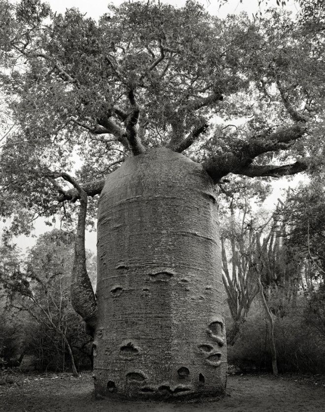 Фотограф 14 лет снимала старейшие деревья в мире 48