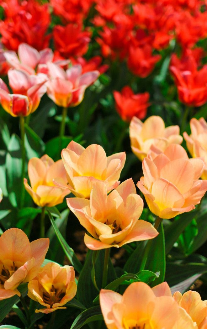 Фотографии из Нидерландов в сезон цветения миллионов тюльпанов 45