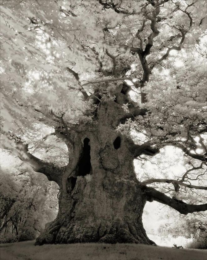 Фотограф 14 лет снимала старейшие деревья в мире 47