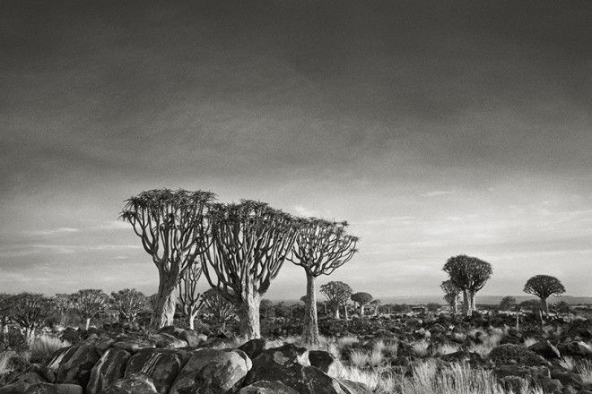 Фотограф 14 лет снимала старейшие деревья в мире 26