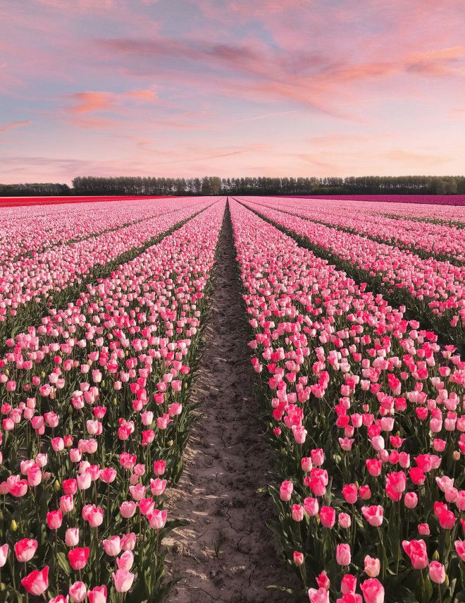 Фотографии из Нидерландов в сезон цветения миллионов тюльпанов 30