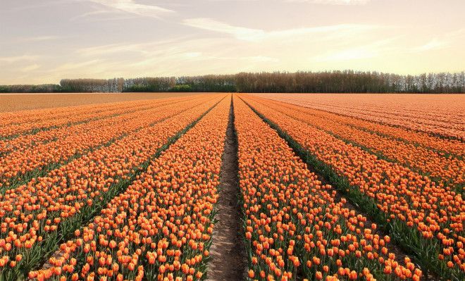 Фотографии из Нидерландов в сезон цветения миллионов тюльпанов 51
