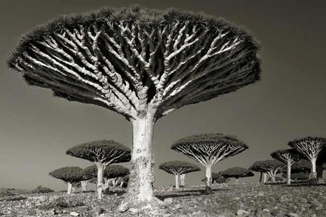 Фотограф 14 лет снимала старейшие деревья в мире 47