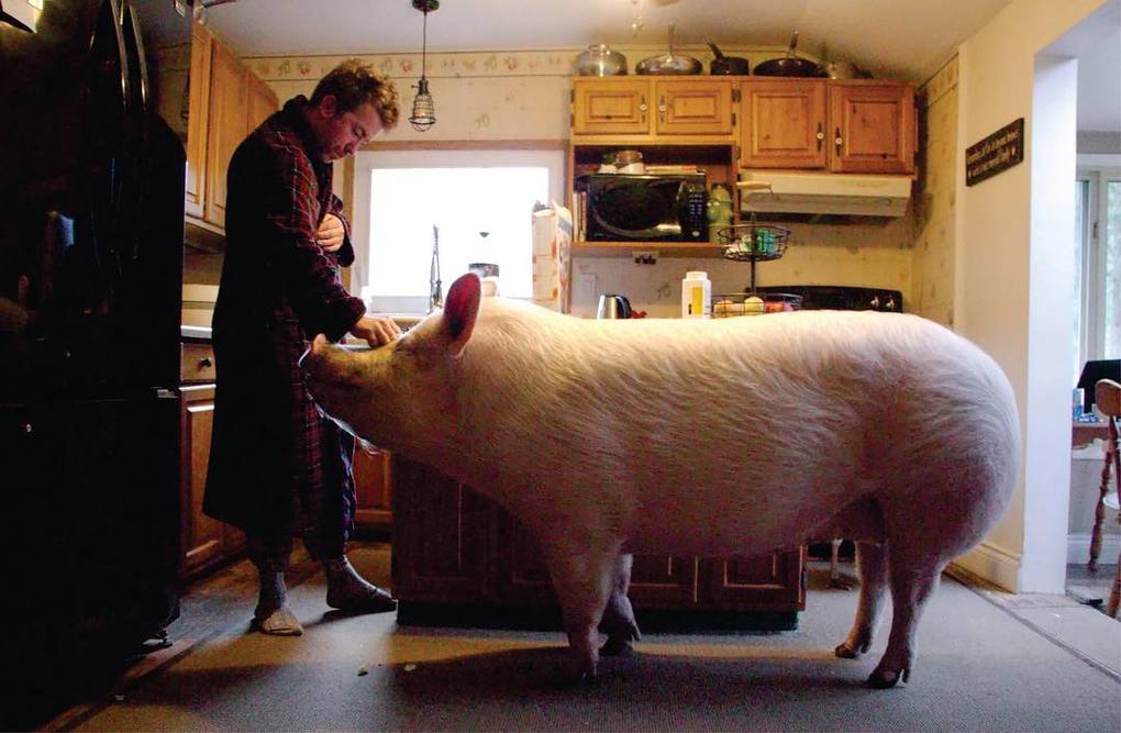 Канадцы думали, что купили мини-свинью, которая выросла совсем не мини. Но хозяев это не смутило 42