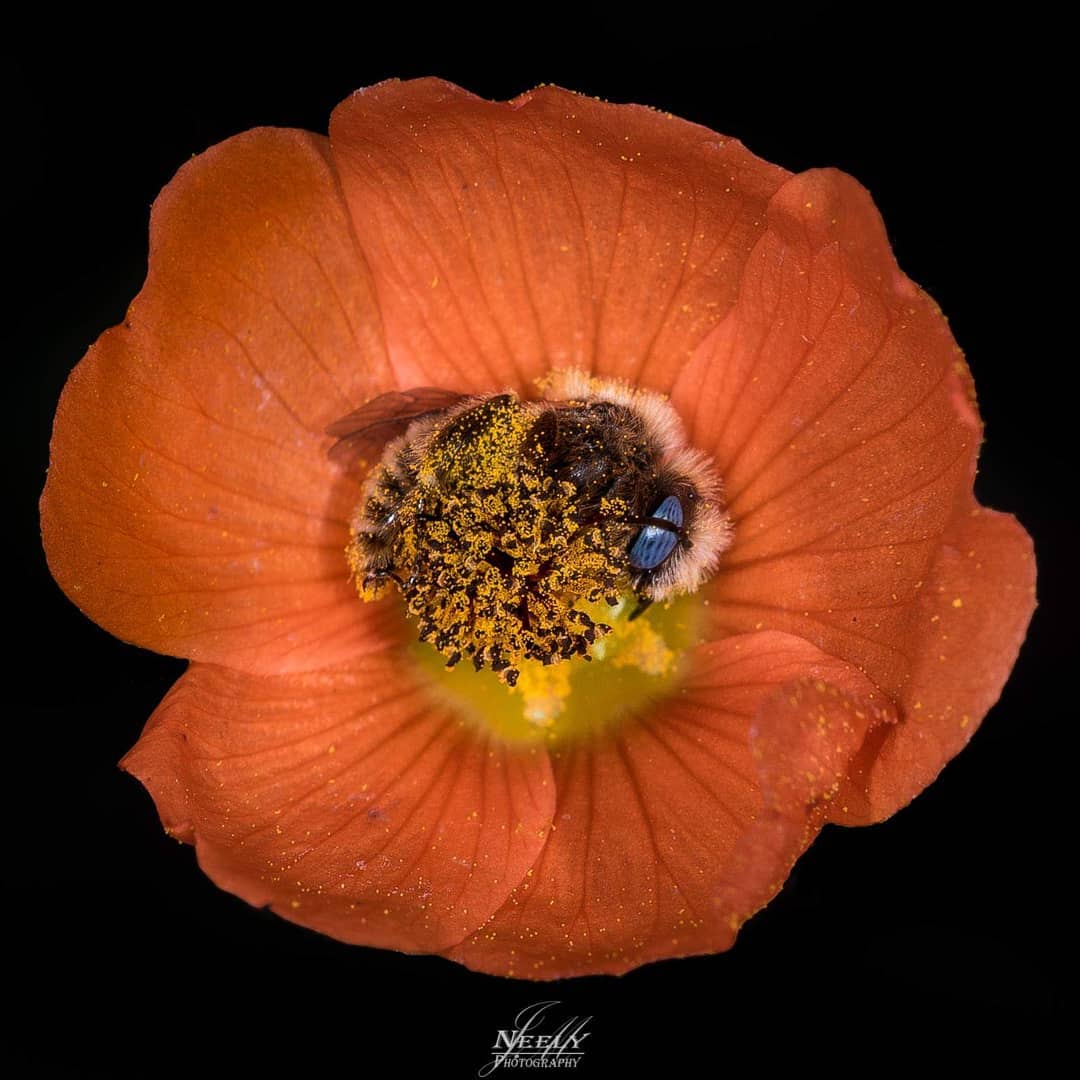 Есть пчёлы, которые спят в цветах: история одного милого фотоснимка 16
