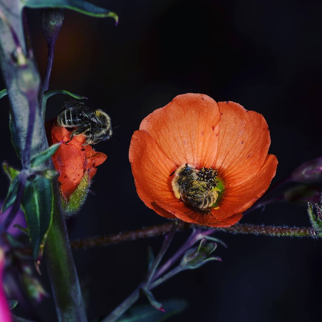 Есть пчёлы, которые спят в цветах: история одного милого фотоснимка 14