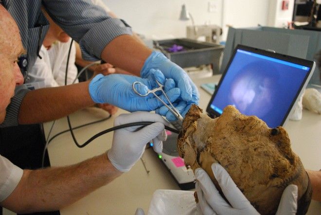 Как ФБР раскрыло тайну оторванной головы 4000-летней мумии 19