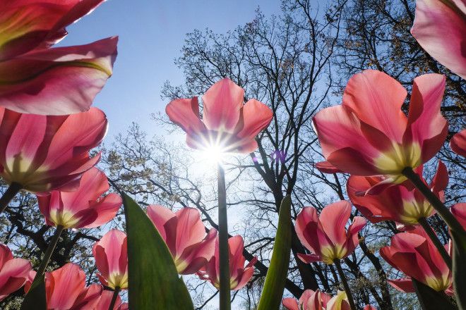 Фотографии из Нидерландов в сезон цветения миллионов тюльпанов 47