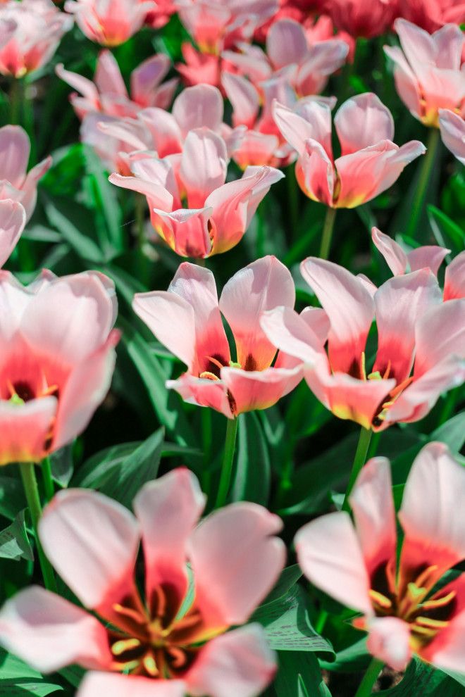 Фотографии из Нидерландов в сезон цветения миллионов тюльпанов 44