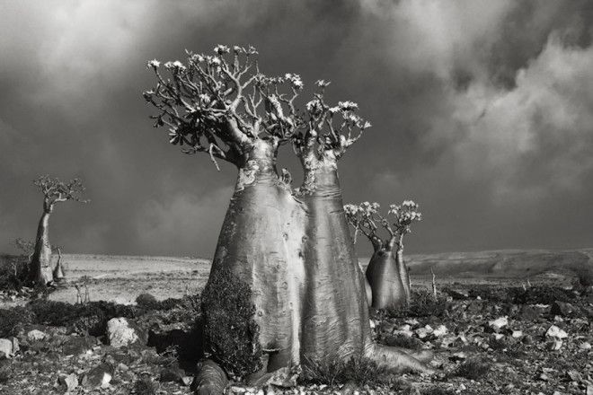 Фотограф 14 лет снимала старейшие деревья в мире 43