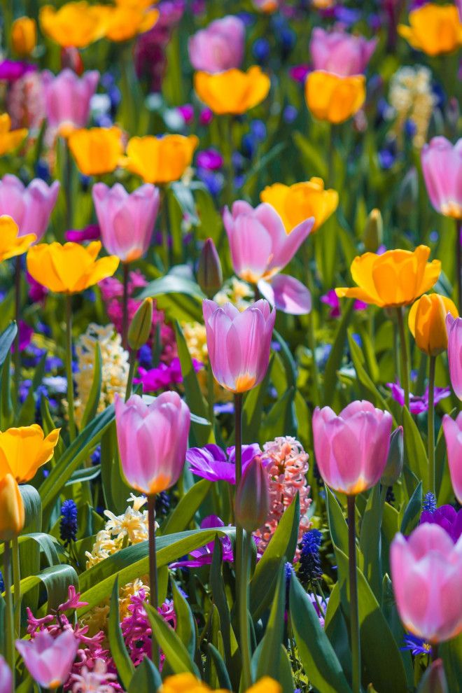 Фотографии из Нидерландов в сезон цветения миллионов тюльпанов 48