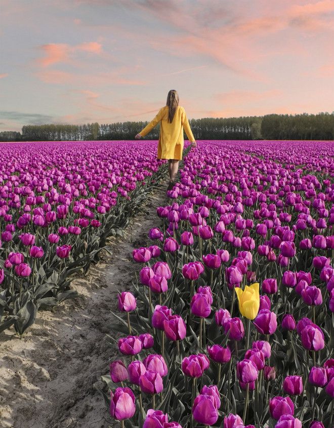 Фотографии из Нидерландов в сезон цветения миллионов тюльпанов 29