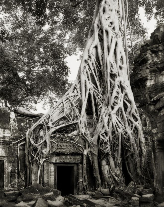Фотограф 14 лет снимала старейшие деревья в мире 45